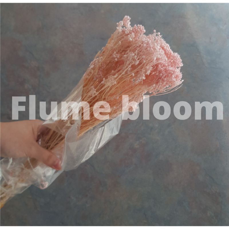 Jual Rice Flower 1(Bunch) | Shopee Indonesia