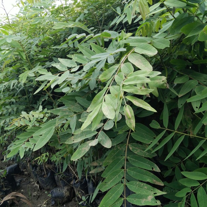 Jual Pohon Juwar Bibit Tanaman Pohon Juwar | Shopee Indonesia