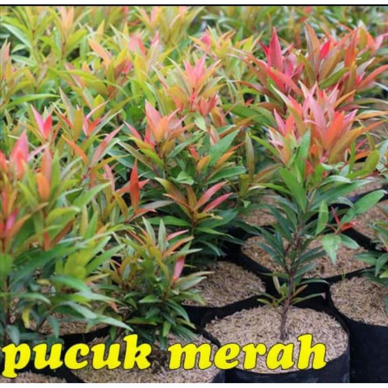 Jual Tanaman Hias Pucuk Merah Syzygium Paniculatum Shopee Indonesia