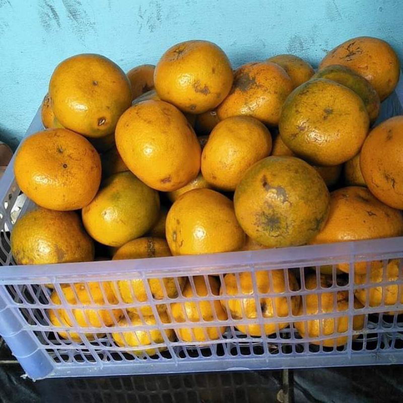 Jual Jeruk Medan Jumbo Ganda Segar Dan Sehat Paket 10 Kg Shopee Indonesia