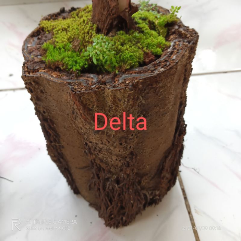 Jual Pot tanaman dari pakis paku anam | Shopee Indonesia