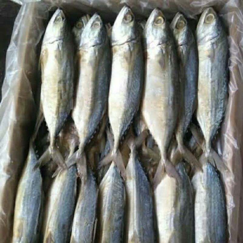 Jual Ikan Asin Peda Putih Banyar Kg Shopee Indonesia