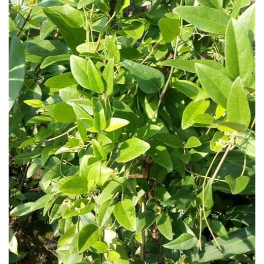 Jual Daun Cincau Rambat Organik | Shopee Indonesia
