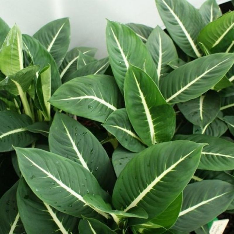 Dieffenbachia Green Magic 'Neon' / Tanaman Hias Dieffenbachia - Blanceng Neon
