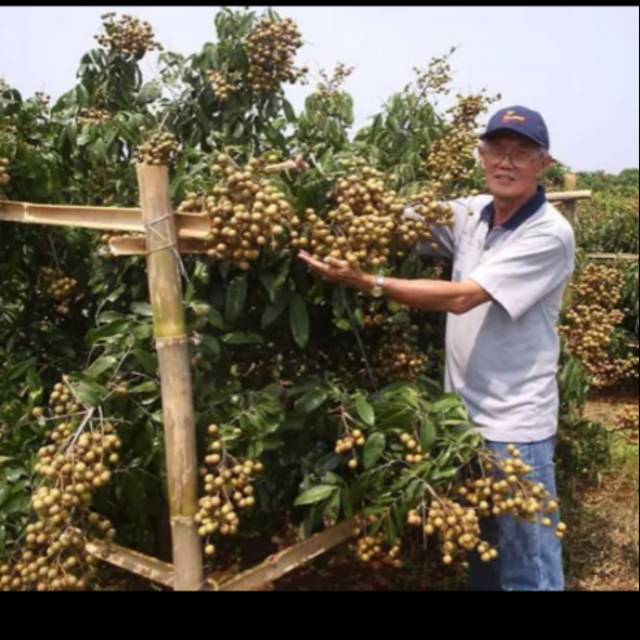 Jual Bibit Tanaman Buah Kelengkeng Itoh Shopee Indonesia