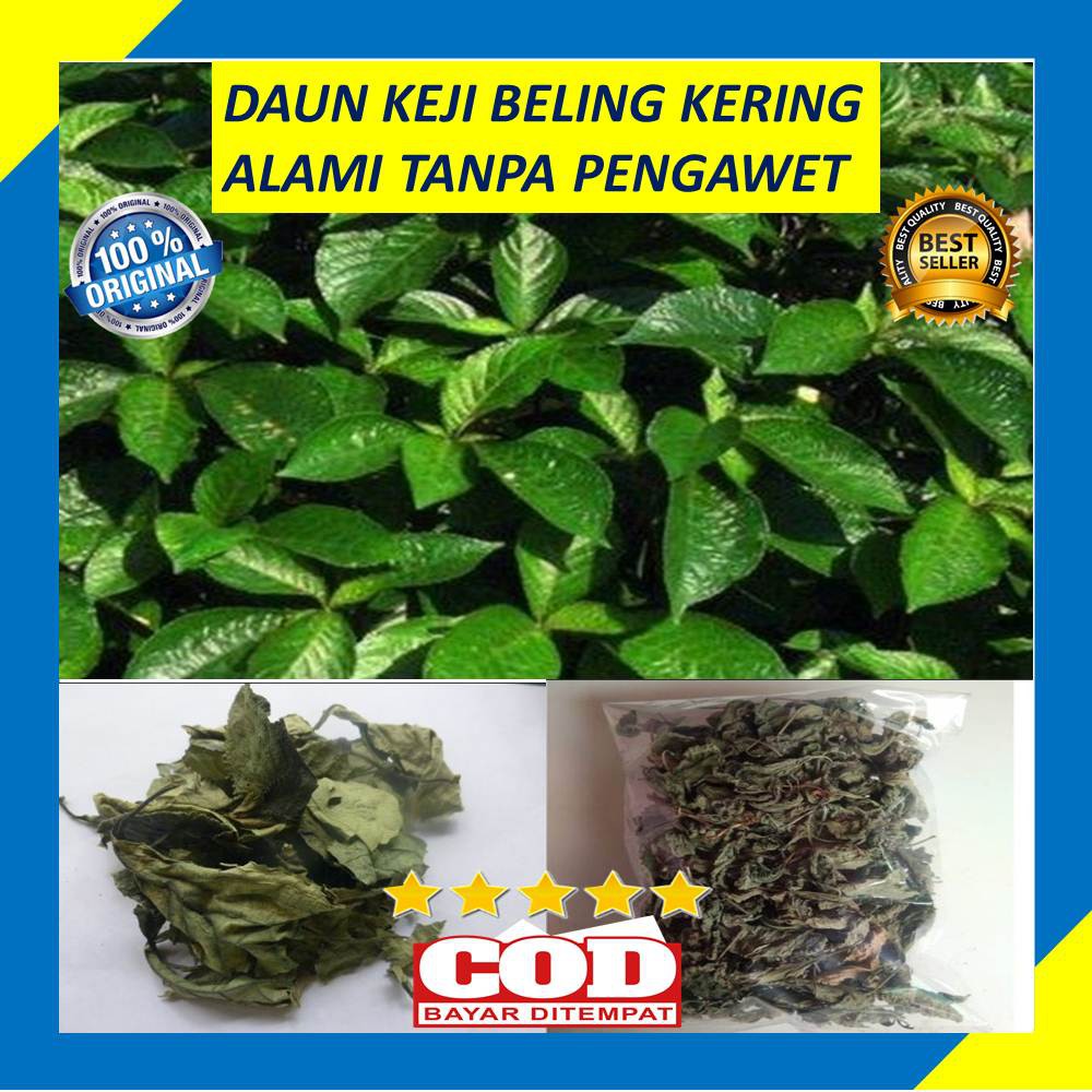 Jual Daun Keji Beling Kering 100 Gram Pecah Beling Ngukilo Obat Herbal ...