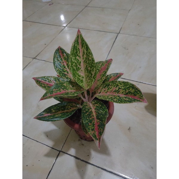 Jual aglaonema varian rasa | Shopee Indonesia