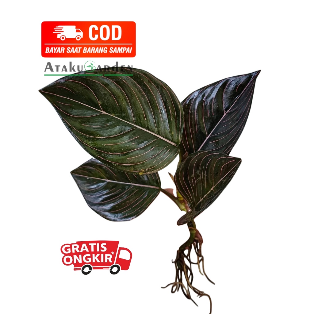 Jual Tanaman Hias Calathea Orbifolia Calathea Orbifolia Calathea Orbi Shopee Indonesia