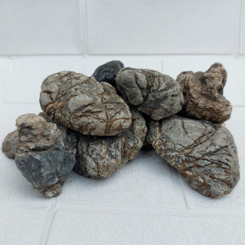 Jual Batu turley turly stone hiasan akuarium AQUASCAPE hardscape ...
