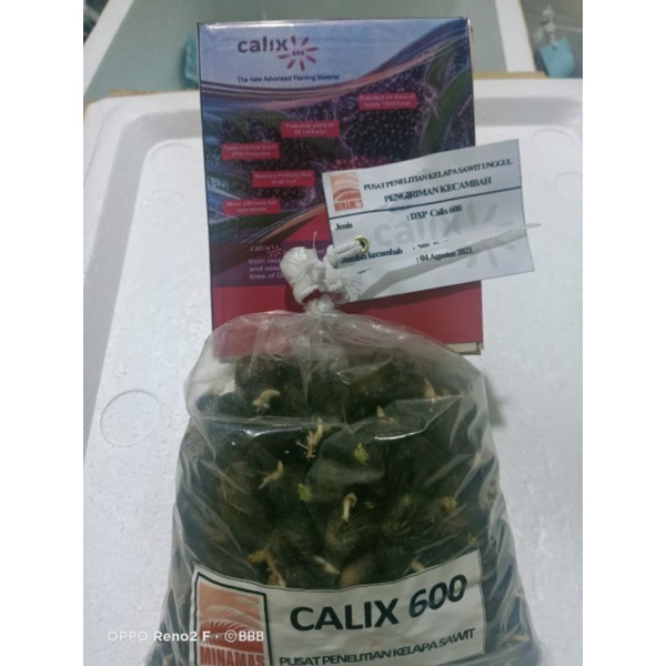 Jual benih bibit kecambah kelapa sawit CALIX 600 | Shopee Indonesia