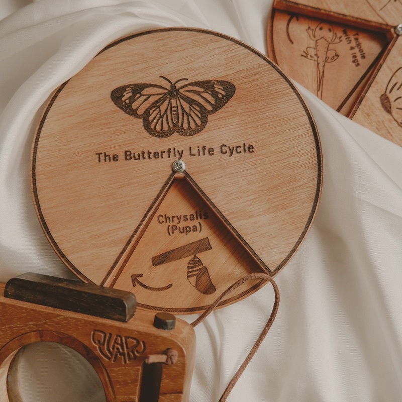 Jual Qlambu Life Cycle of Butterfly Wooden Life Cycle of Butterfly
