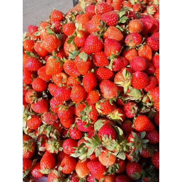 Jual Buah Strawberry Ukuran Kecil Sedang Per 1 Kilo Gram | Shopee Indonesia