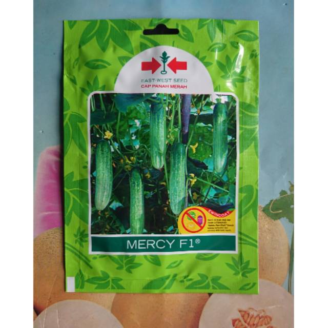 Jual Benih Bibit Timun Hijau MERCY F1 175 biji | Shopee Indonesia