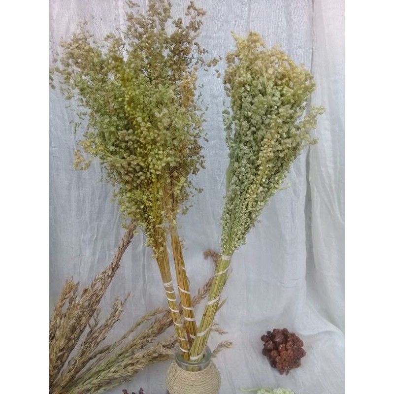 Jual SPRINGKEL / WILDERY GRASS / bunga kering hampers dekorasi rustic ...