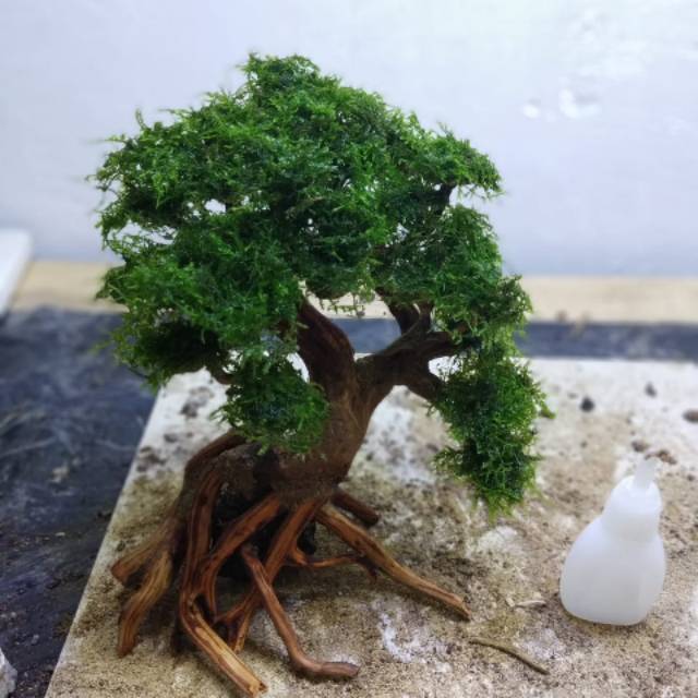 Jual Bonsai aquascape akar rasamala Shopee Indonesia
