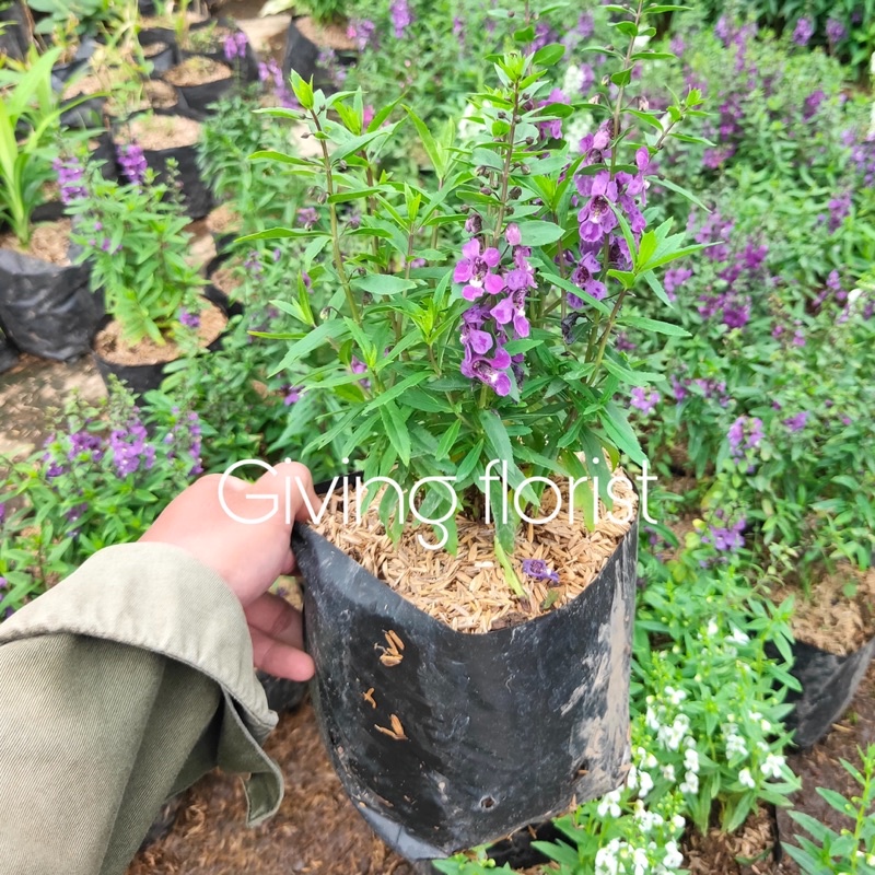 Jual Bunga Lavender Terlengkap & Harga Terbaru Juni 2026 | Shopee Indonesia