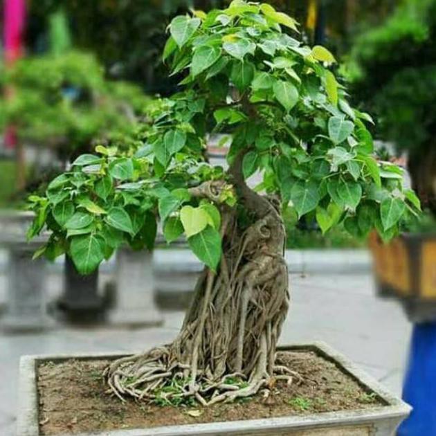 Jual BIBIT TANAMAN HIAS LANGKA POHON BODHI PR0MO Shopee Indonesia