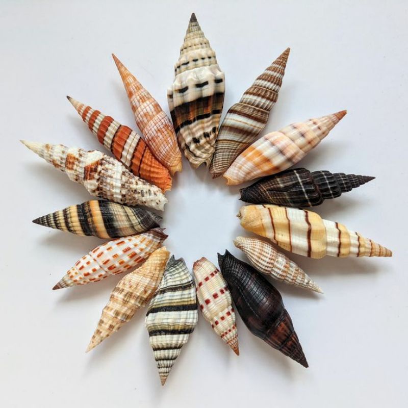 Jual CANGKANG KERANG VEXILLUM SHELL LANGKA KERANG CABEAN | Shopee Indonesia