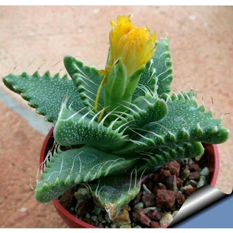 Sukulen Faucaria Gigi Tiranosaurus