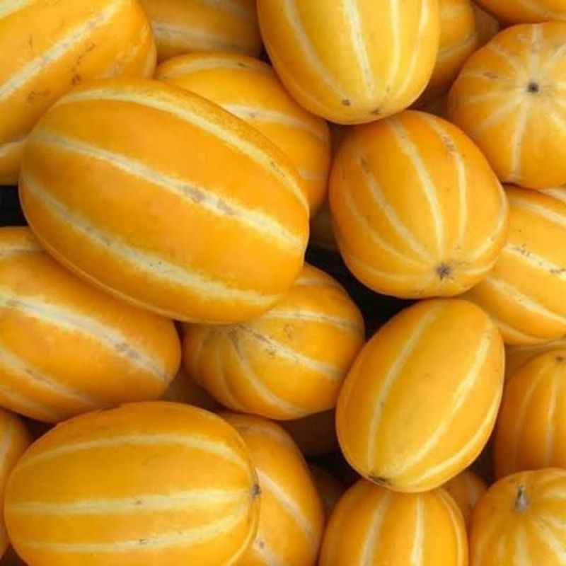 Jual isi 10 biji benih melon korea melon chamoe Shopee Indonesia