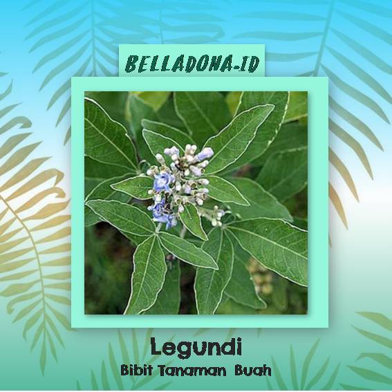 Jual Bibit Tanaman Herbal Legundi | Shopee Indonesia