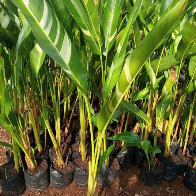 Jual Tanaman Hias Pisang Heliconia Variegata Shopee Indonesia