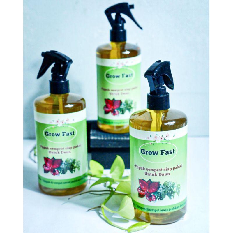 grow fast pupuk daun - aglonema - pupuk penyubur tanaman hias - pupuk aglonema terbaik - pupuk penyubur daun - grow more - pupuk cair grow fast