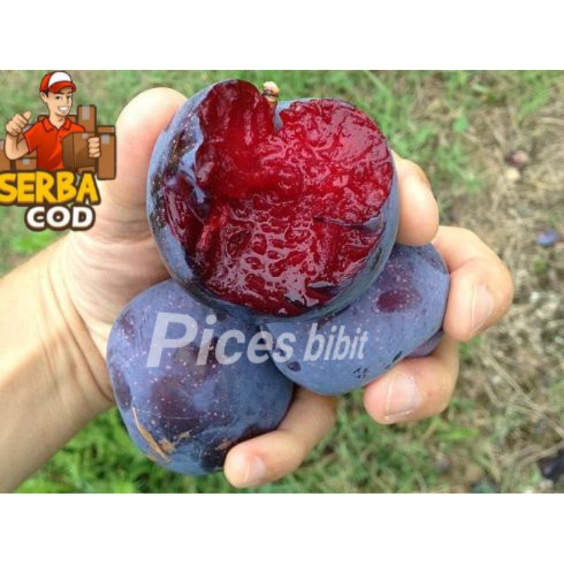 bibit plum ausi okulasi unggulan cepat buah