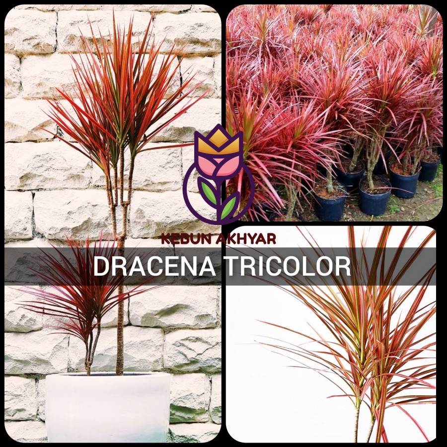 Jual Dracena Tricolor Merah Tanaman Hias Dracena Marginata Tricolor ...