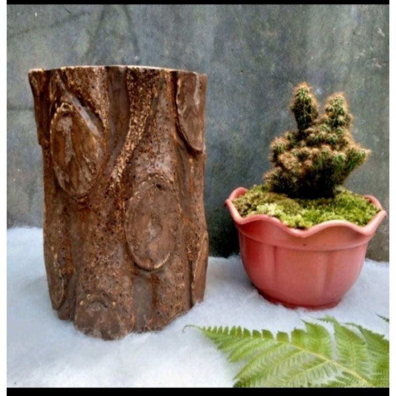 Jual pot batang pakis | Shopee Indonesia
