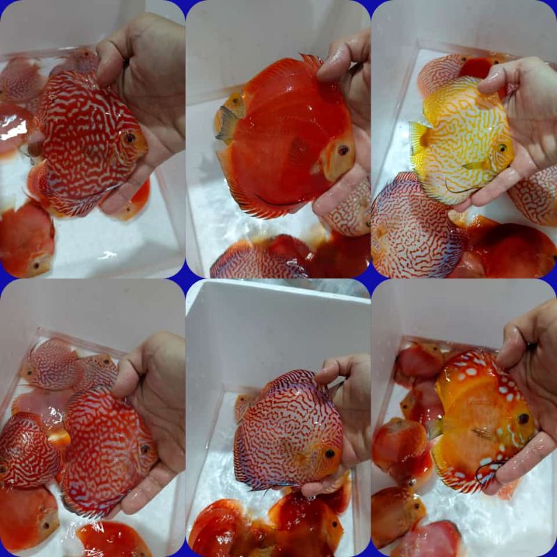 Jual Paket Ikan Discus Partai Size Inc Mix Ekor Shopee Indonesia