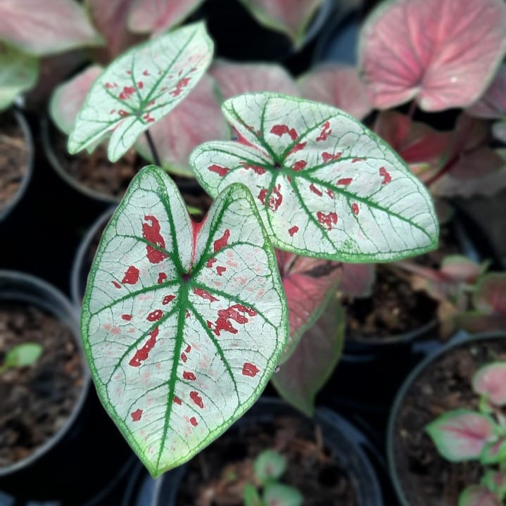 Jual Caladium Wonderland Tanaman Hias Cantik | Shopee Indonesia