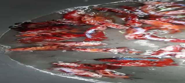 Jual Ikan Cupang Plakat Red Koi Copper (RKC) Jantan Full colour ikan ...