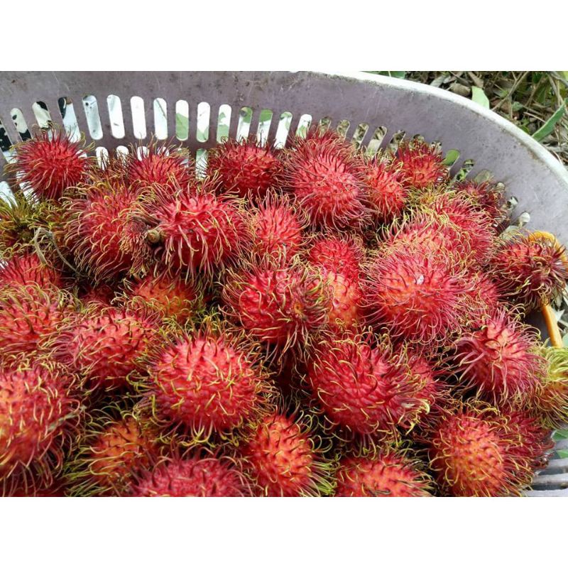 Jual Rambutan Terlengkap & Harga Terbaru Juli 2026 | Shopee Indonesia