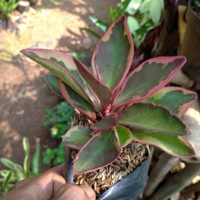 Jual Tanaman Hias Peperomia Merah / Tanaman Hias Teplan / Tanaman ...