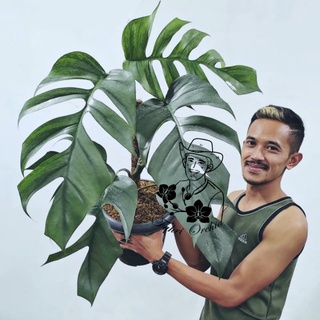 Epipremnum Pinnatum Cebu Blue – Jardinier Indonesia