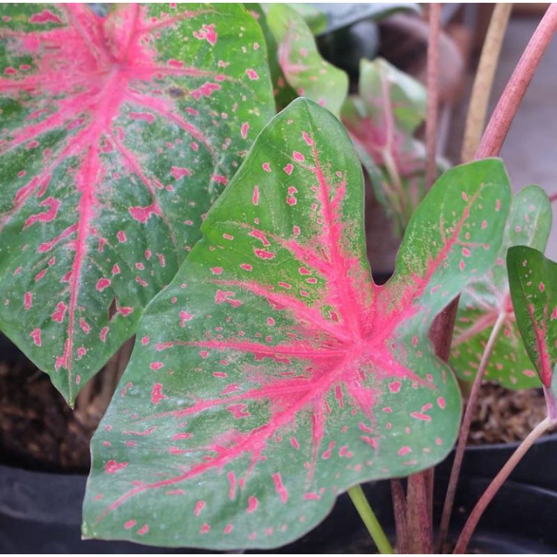Jual tanaman hias caladium red splash keladi bercak merah | Shopee ...