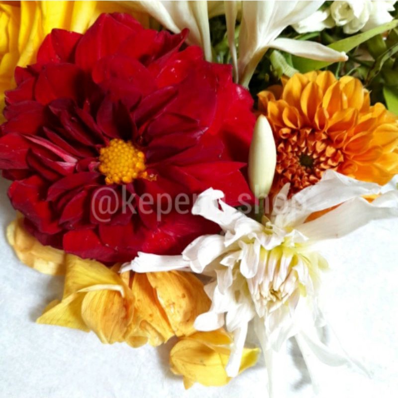 Jual BUNGA / KEMBANG 7 RUPA SEGAR MURAH | Shopee Indonesia