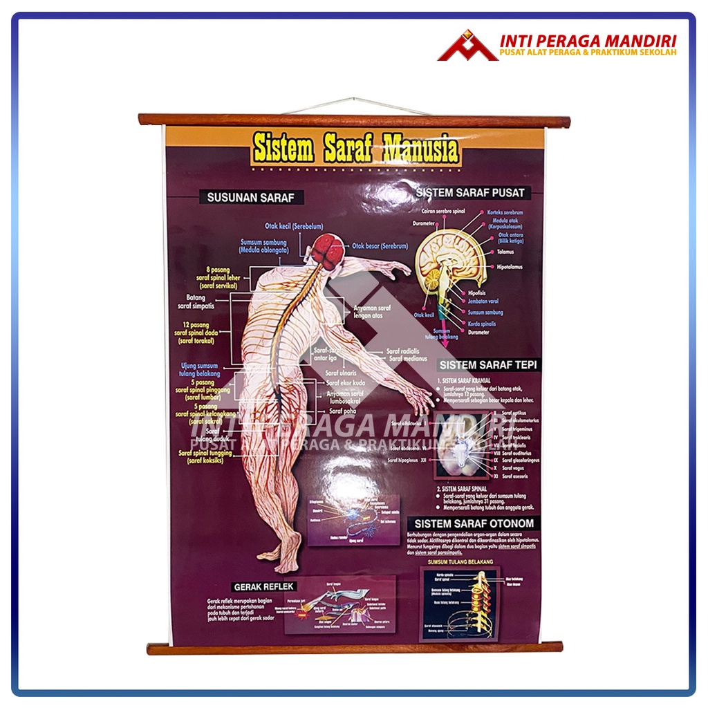 Jual Carta Poster Gambar Sistem Saraf Manusia - Alat Peraga Sekolah