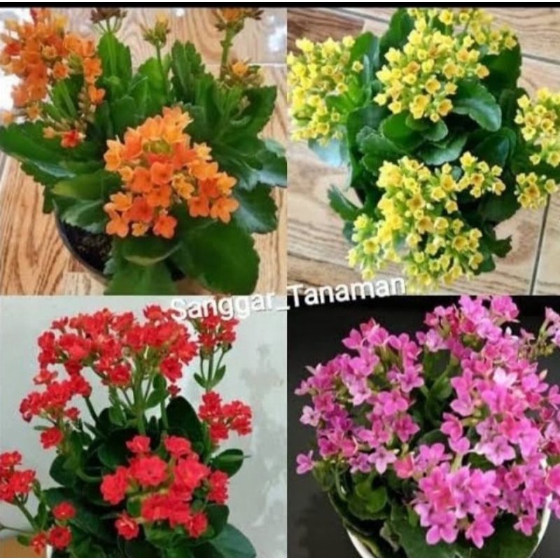 Jual tanaman hias calandiva/cocor bebek (merah,ping,kuning,orange ...