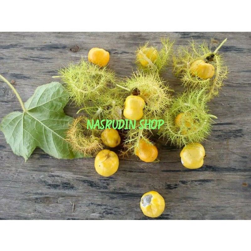 Jual BIBIT BUAH TANAMAN MARKISA MINI ISI 20 BIJI RAMBUSA | Shopee Indonesia