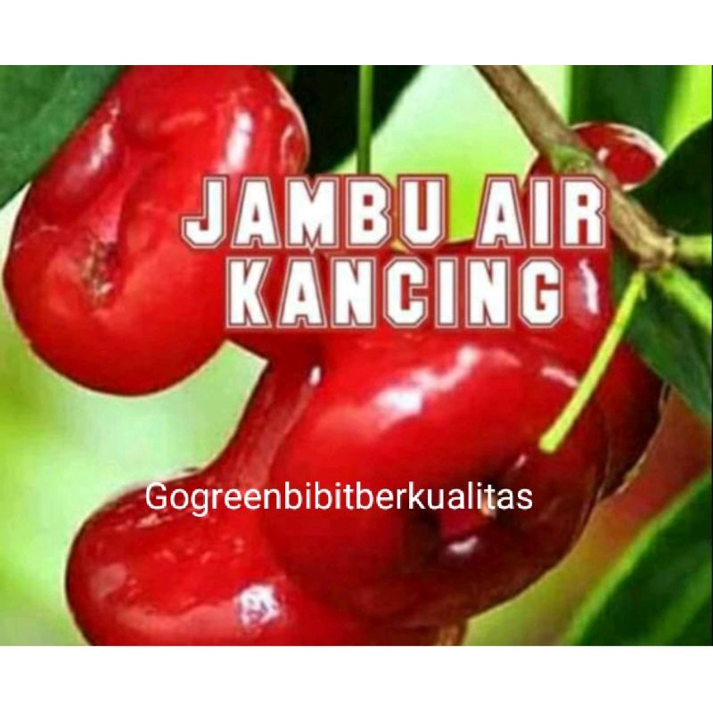 Bibit tanamanbuah jambu air kancing merah