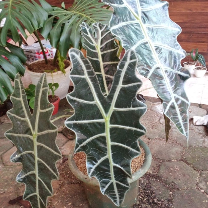 Jual Promo Tanaman Hias Alocasia Amazonica Spesial Jumbo Keladi