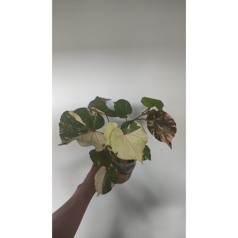Jual Hibiscus Tiliaceus Variegata / Waru variegata sedang Shopee