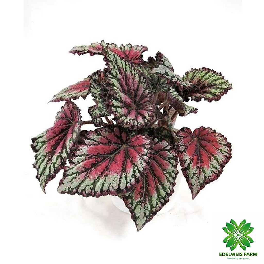Jual TANAMAN HIAS BEGONIA REX / Begonia daun Shopee Indonesia