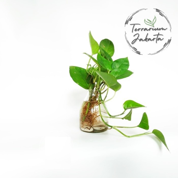 Jual Water Series Pothos Devil's Ivy / Epipremnum Aureum Hiasan
