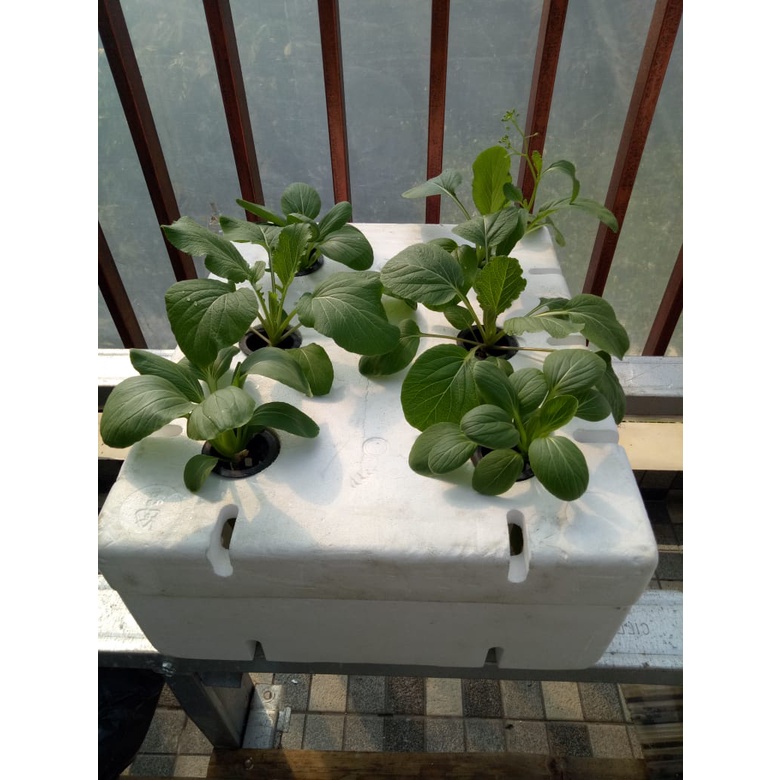 Jual Sterofoam Box Anggur Media Tanam Hidroponik Tanpa Alas Shopee