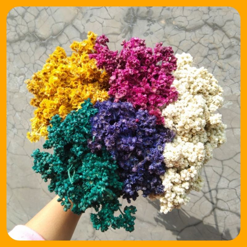 Jual BUNGA ABADI KERING / DRY FLOWER / EDELW | Shopee Indonesia