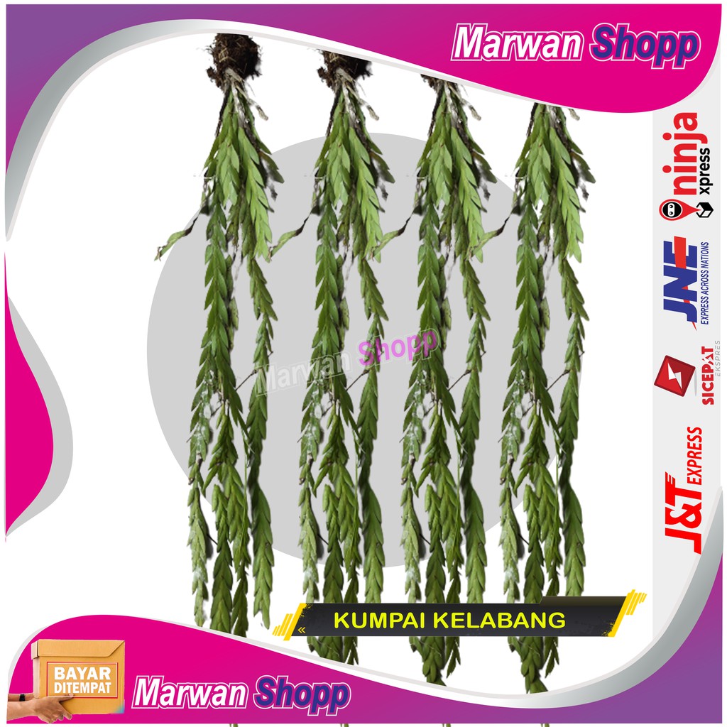 Jual KUMPAI KELABANG TANAMAN HIAS UNIK DAN LANGKA MARWAN SHOPP | Shopee ...