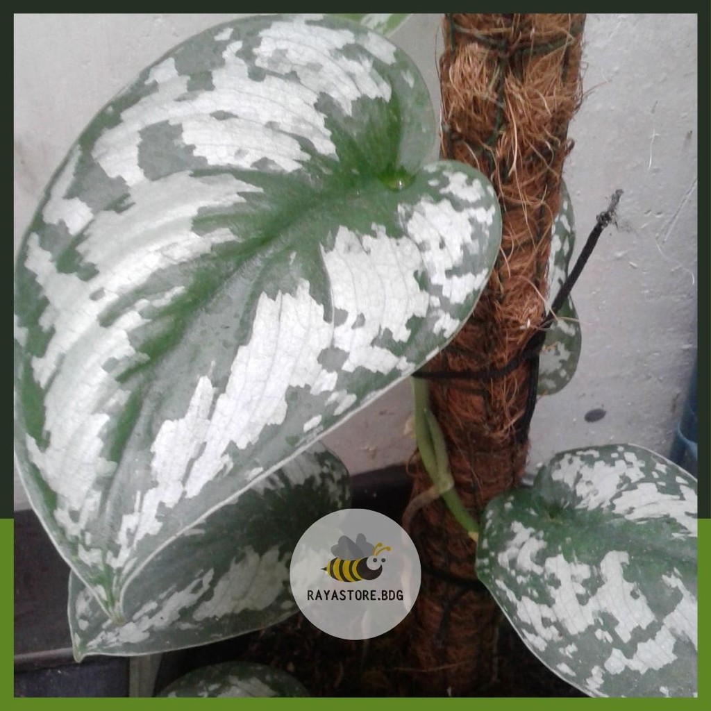 Jual Scindapsus Pictus Exotica Sirih Gading Silver Shopee Indonesia